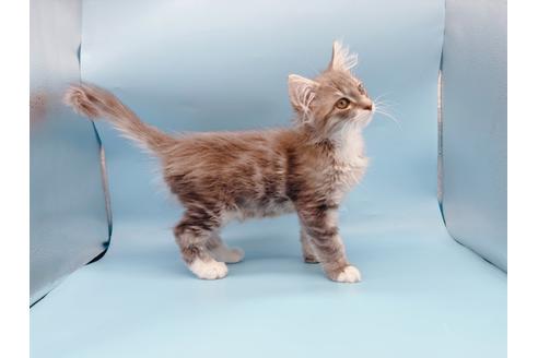 成約済の東京都のサイベリアン-23050の7枚目