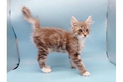 成約済の東京都のサイベリアン-23050の2枚目