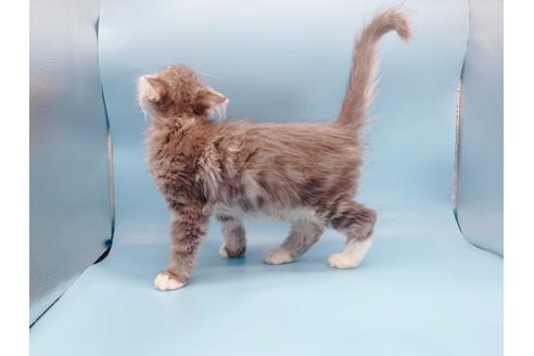 成約済の東京都のサイベリアン-23050の3枚目