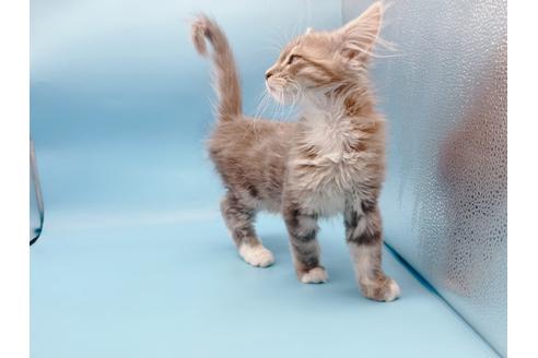 成約済の東京都のサイベリアン-23050の4枚目