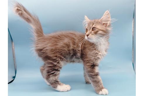 成約済の東京都のサイベリアン-23050の5枚目