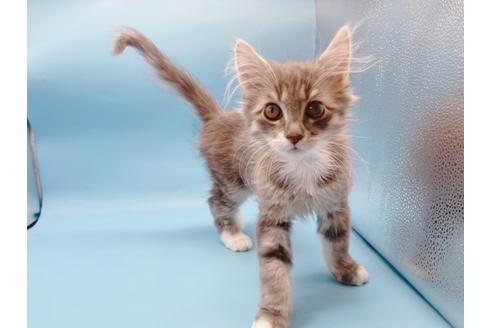 成約済の東京都のサイベリアン-23050の6枚目