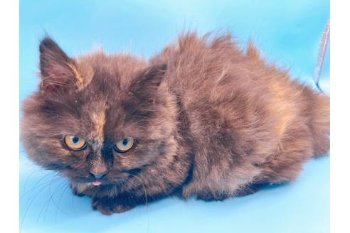 成約済の東京都のミヌエット-20242の15枚目