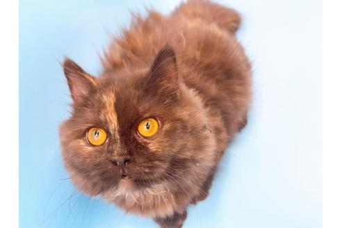 成約済の東京都のミヌエット-20242の13枚目