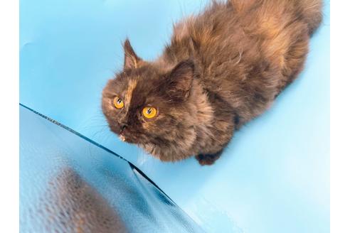 成約済の東京都のミヌエット-20242の8枚目