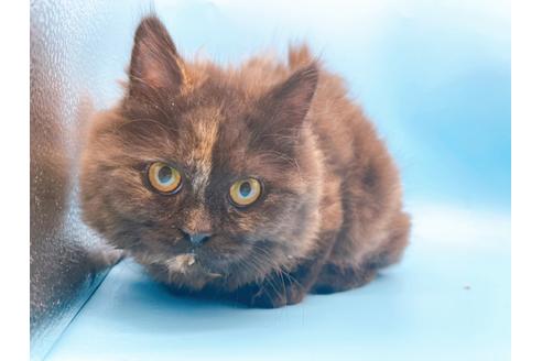 成約済の東京都のミヌエット-20242の12枚目