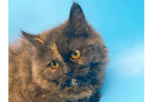 成約済の東京都のミヌエット-20242の10枚目