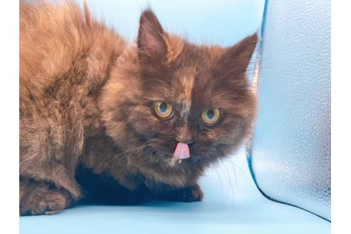 成約済の東京都のミヌエット-20242の9枚目