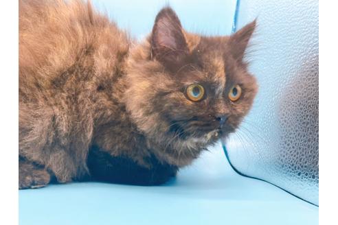 成約済の東京都のミヌエット-20242の7枚目