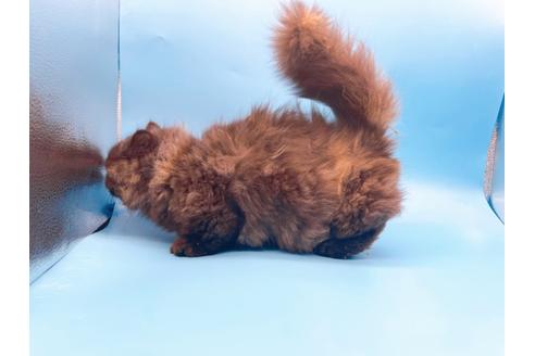 成約済の東京都のミヌエット-20242の6枚目