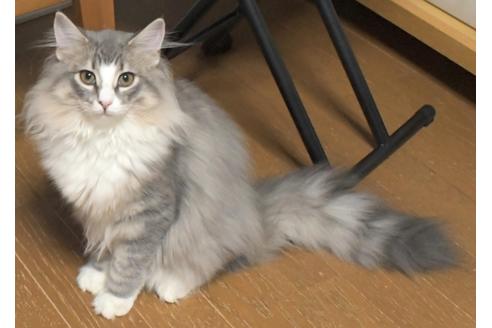 成約済の茨城県のノルウェージャンフォレストキャット-17358