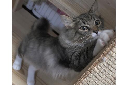 成約済の茨城県のノルウェージャンフォレストキャット-21622の3枚目