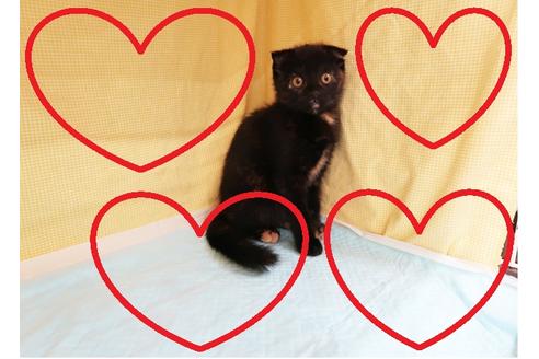 成約済の東京都のスコティッシュフォールド-21150の1枚目