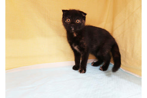 成約済の東京都のスコティッシュフォールド-21150の2枚目