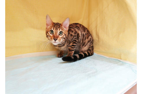 成約済の東京都のベンガル-18990の3枚目