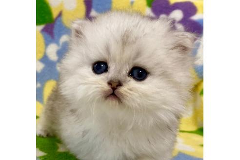 成約済の神奈川県のペルシャ(チンチラ)-21749の1枚目