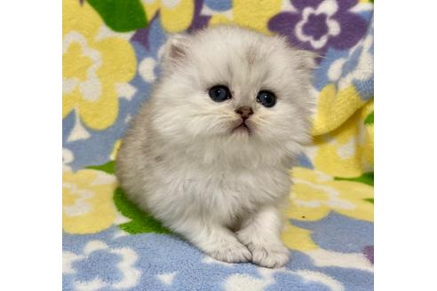 成約済の神奈川県のペルシャ(チンチラ)-21749の4枚目