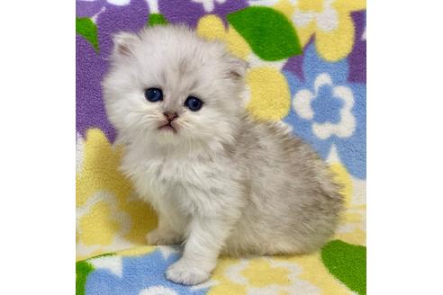 成約済の神奈川県のペルシャ(チンチラ)-21749の3枚目