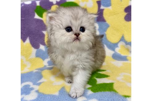成約済の神奈川県のペルシャ(チンチラ)-21752の2枚目