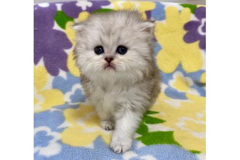 成約済の神奈川県のペルシャ(チンチラ)-21752の5枚目