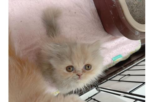 成約済の東京都のエキゾチックロングヘア-20342の23枚目