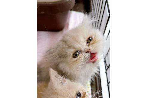 成約済の東京都のエキゾチックロングヘア-20342の21枚目