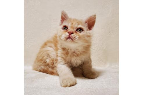 その他の猫種の子猫を探す 19ページ目 子猫ブリーダーナビ