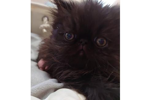 成約済の愛知県のエキゾチックショートヘア-21834の2枚目