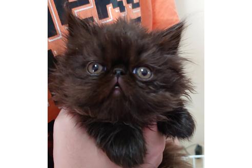 成約済の愛知県のエキゾチックショートヘア-21834の1枚目