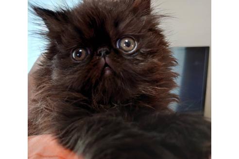 成約済の愛知県のエキゾチックショートヘア-21834の4枚目