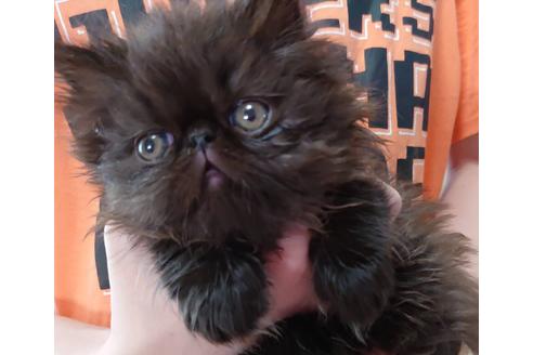 成約済の愛知県のエキゾチックショートヘア-21834の5枚目