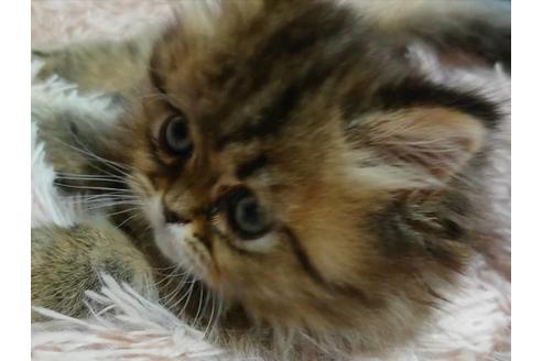 成約済の愛知県のペルシャ-21833の3枚目