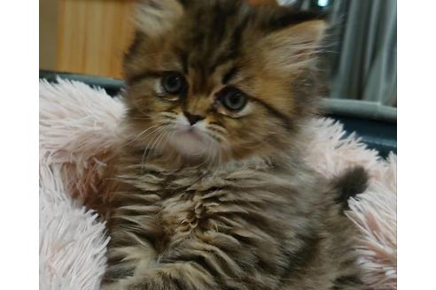 成約済の愛知県のペルシャ-21833の4枚目