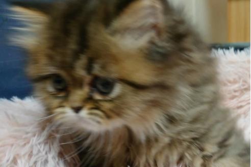 成約済の愛知県のペルシャ-21833の5枚目