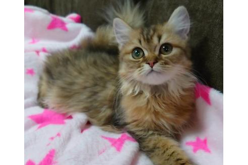 成約済の愛知県のペルシャ(チンチラ)-21835