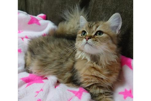 成約済の愛知県のペルシャ(チンチラ)-21835の2枚目