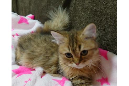 成約済の愛知県のペルシャ(チンチラ)-21835の3枚目