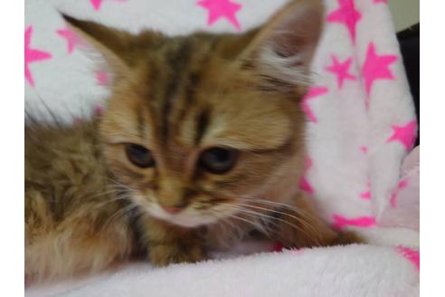 成約済の愛知県のペルシャ(チンチラ)-21835の5枚目