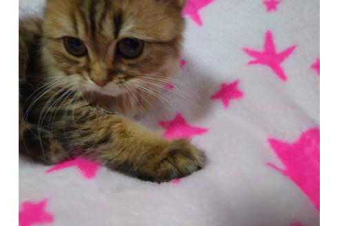 成約済の愛知県のペルシャ(チンチラ)-21835の4枚目