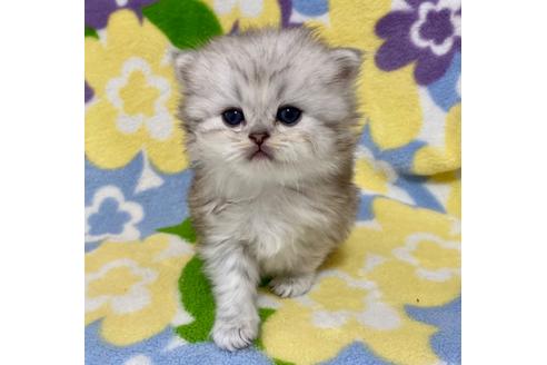 成約済の神奈川県のペルシャ(チンチラ)-21839の2枚目