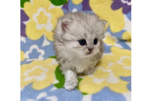 成約済の神奈川県のペルシャ(チンチラ)-21839の4枚目