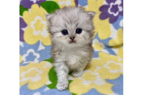 成約済の神奈川県のペルシャ(チンチラ)-21839の5枚目
