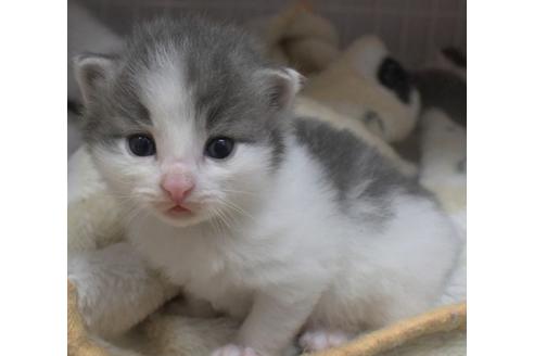 成約済の茨城県のノルウェージャンフォレストキャット-21871の3枚目