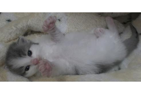 成約済の茨城県のノルウェージャンフォレストキャット-21871の4枚目