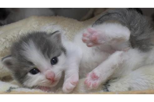 成約済の茨城県のノルウェージャンフォレストキャット-21871の5枚目