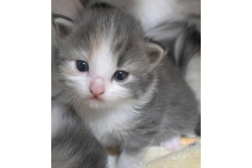 成約済の茨城県のノルウェージャンフォレストキャット-21875の2枚目