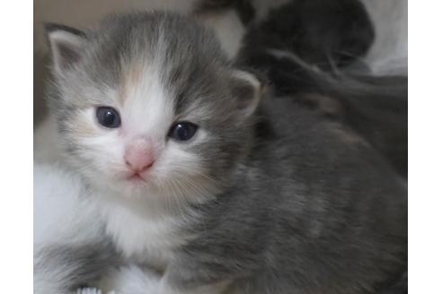 成約済の茨城県のノルウェージャンフォレストキャット-21875の3枚目