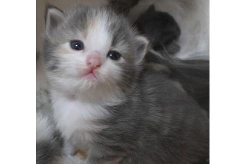 成約済の茨城県のノルウェージャンフォレストキャット-21875の4枚目