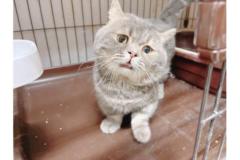 成約済の東京都のマンチカン-21942の2枚目