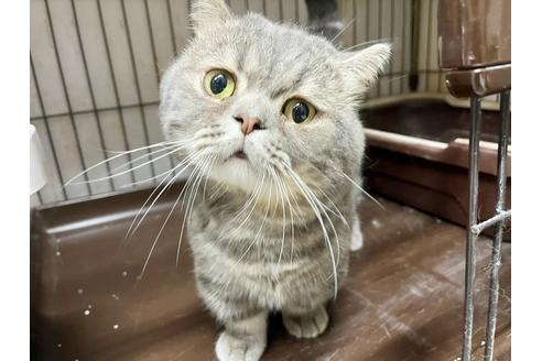 成約済の東京都のマンチカン-21942の1枚目